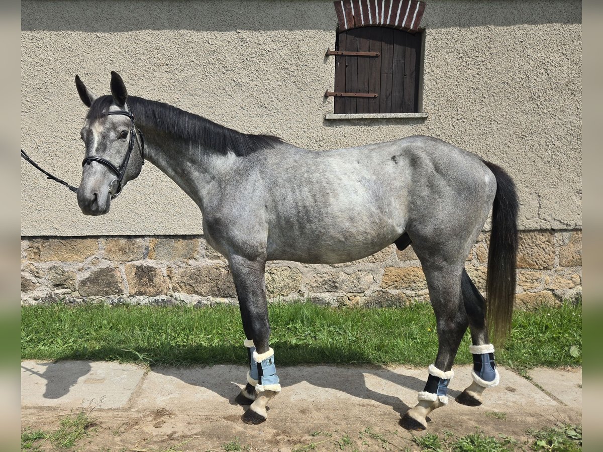 Deutsches Sportpferd Hengst 4 Jahre 165 cm Fliegenschimmel in Lengenfeld