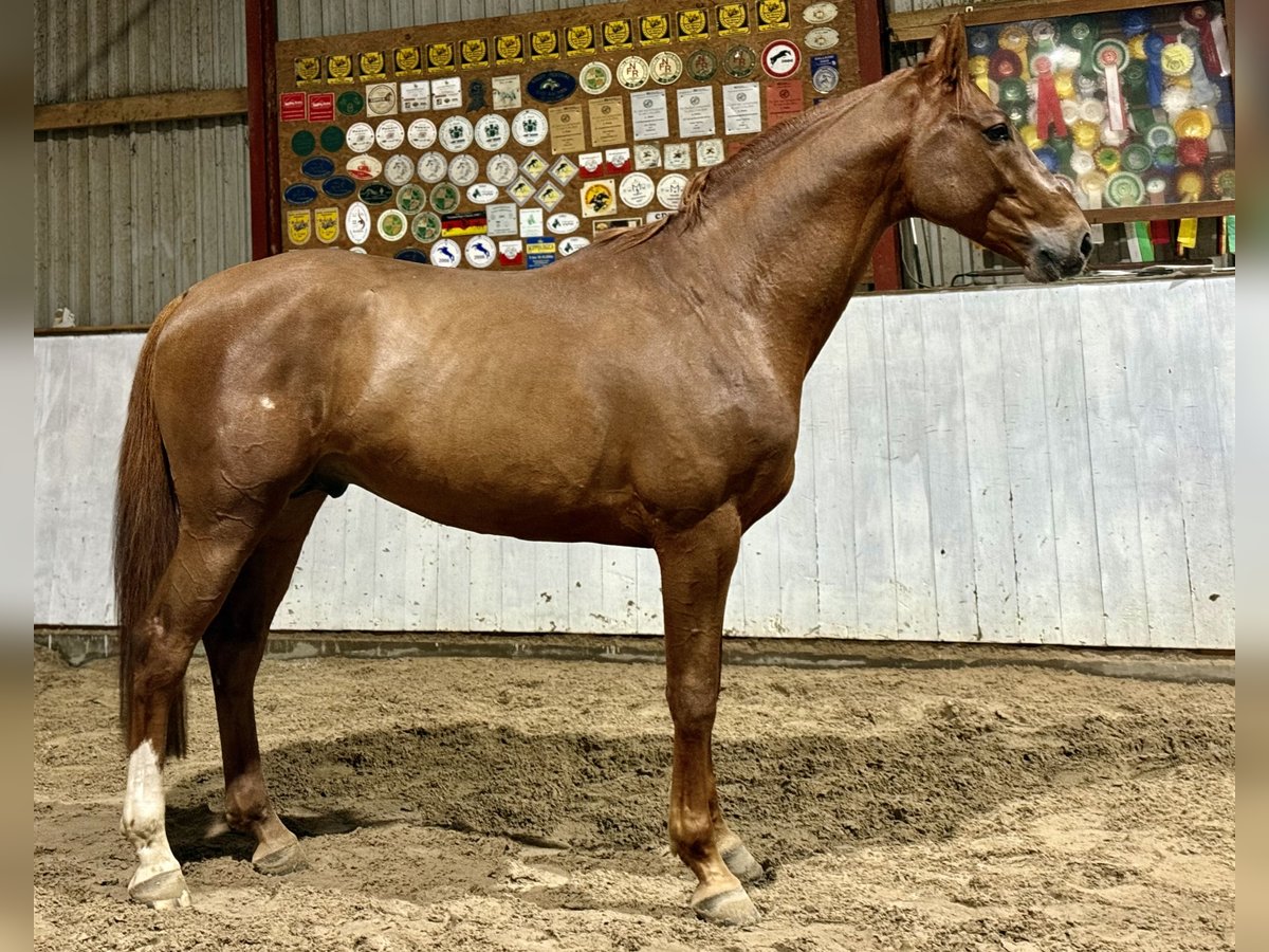 Deutsches Sportpferd Hengst 4 Jahre 167 cm Fuchs in Kleßen-Görne