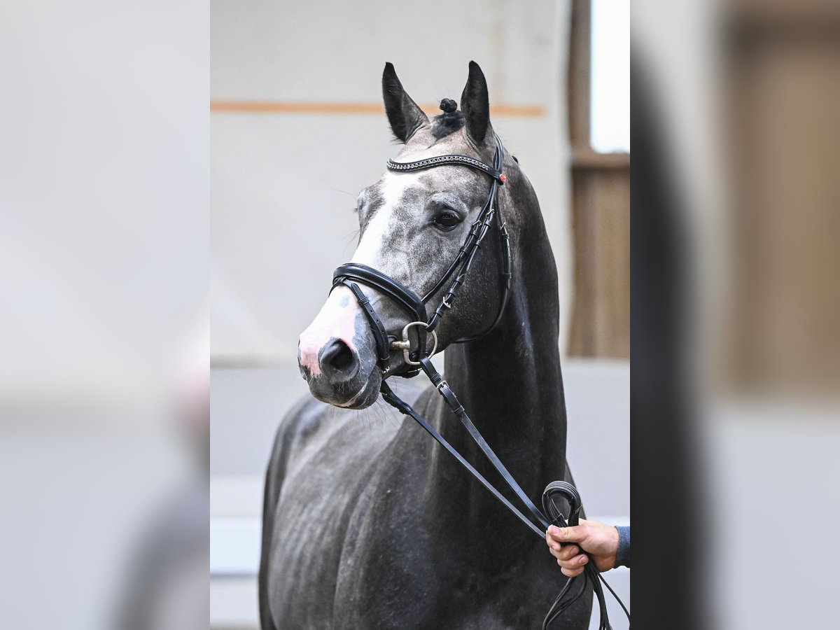 Deutsches Sportpferd Hengst 4 Jahre 168 cm Apfelschimmel in Gomadingen