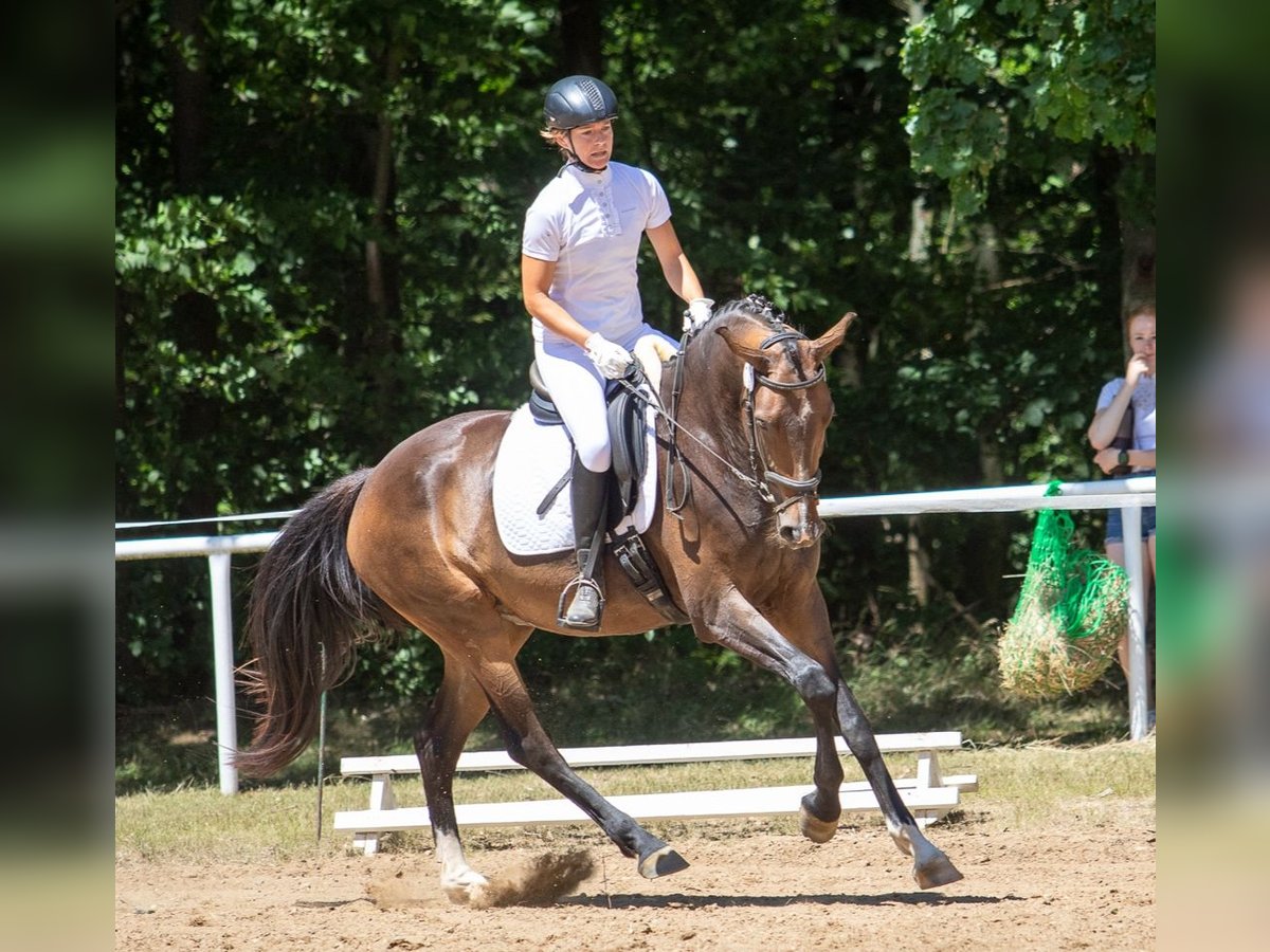 Deutsches Sportpferd Hengst 4 Jahre 170 cm Brauner in M&#xFC;hlberg (Elbe)