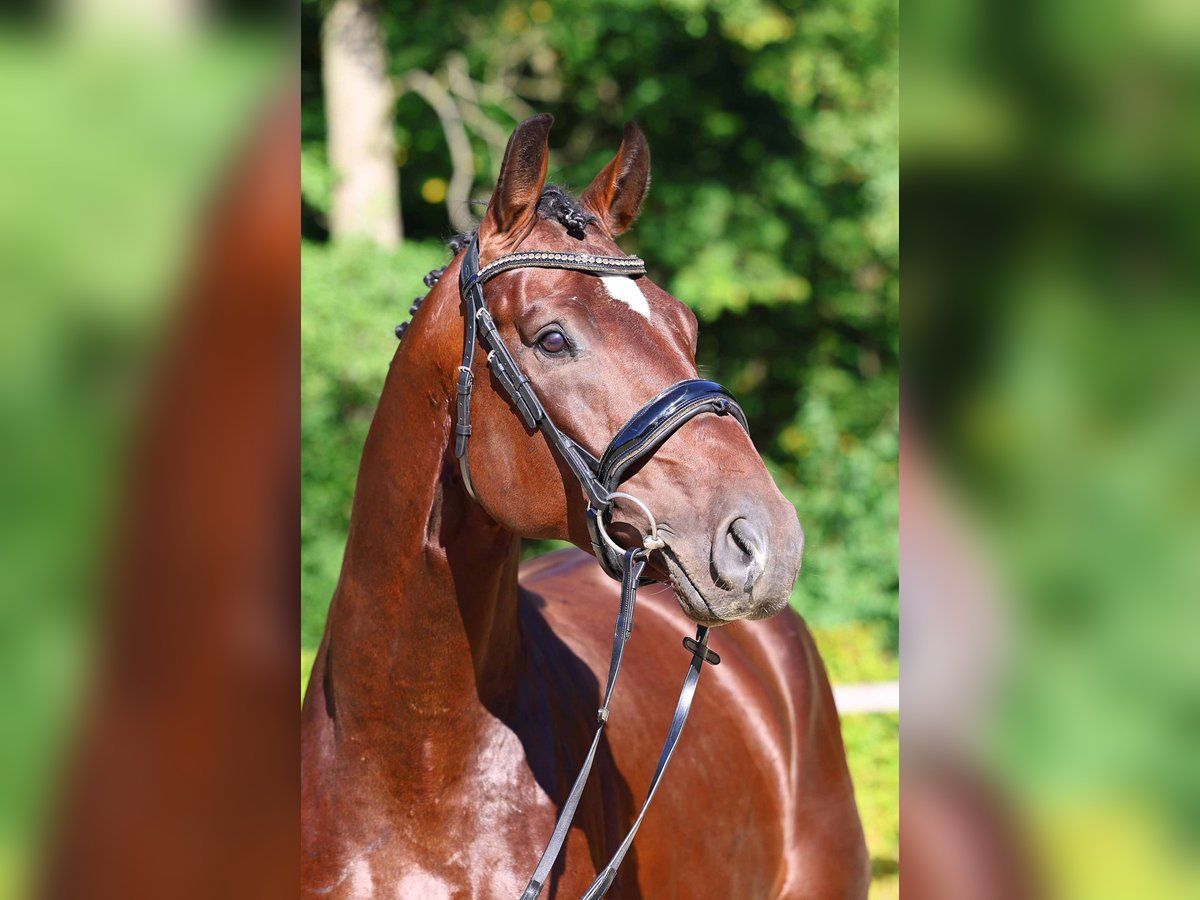 Deutsches Sportpferd Hengst 4 Jahre 172 cm Brauner in Gomadingen