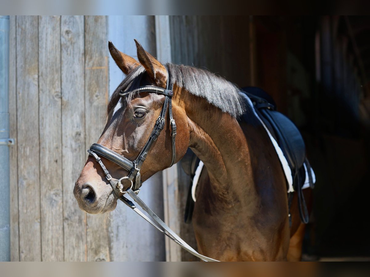 Deutsches Sportpferd Hengst 5 Jahre 164 cm Dunkelbrauner in Rottach-Egern