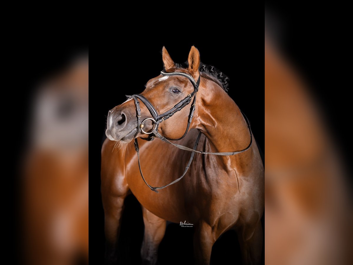 Deutsches Sportpferd, Hengst in Herrenberg