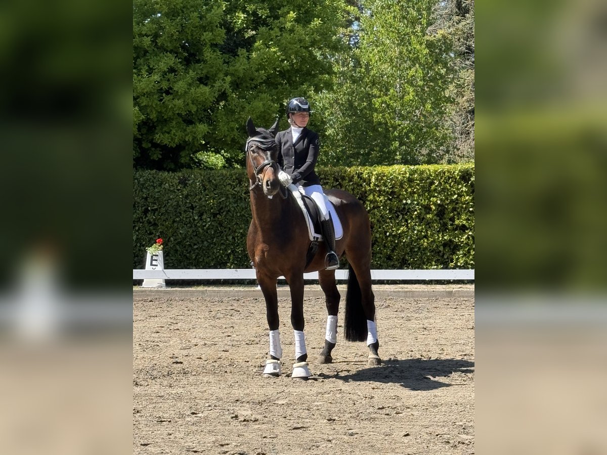Deutsches Sportpferd Hengst 6 Jahre 175 cm Brauner in Wietze