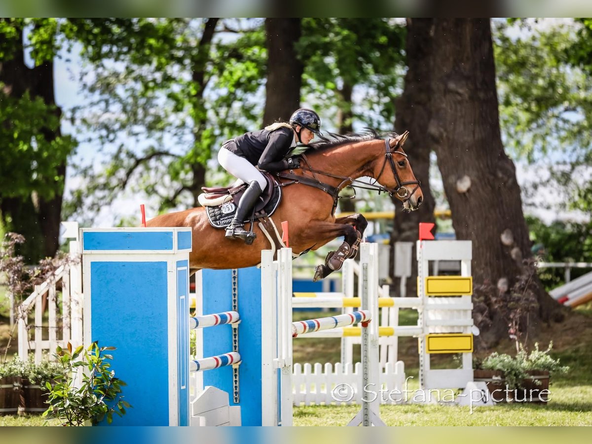 Deutsches Sportpferd Hengst 8 Jahre 170 cm Brauner in Schwarzholz