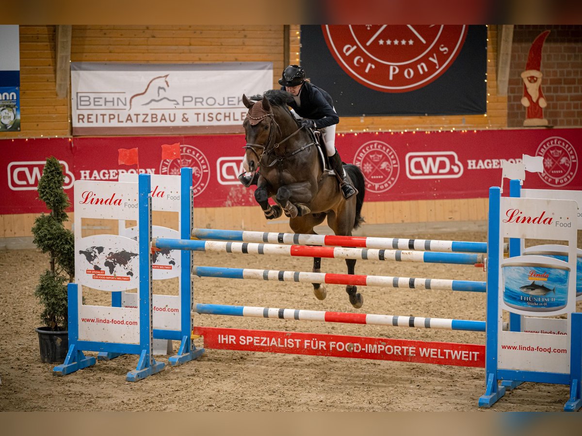 Deutsches Sportpferd Hengst 9 Jahre 164 cm Dunkelbrauner in Salzkotten