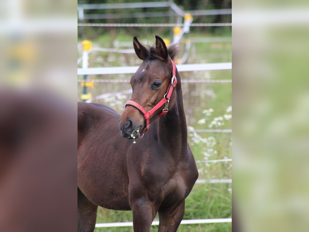 Deutsches Sportpferd Hengst Fohlen (05/2024) 165 cm Dunkelbrauner in Eckental