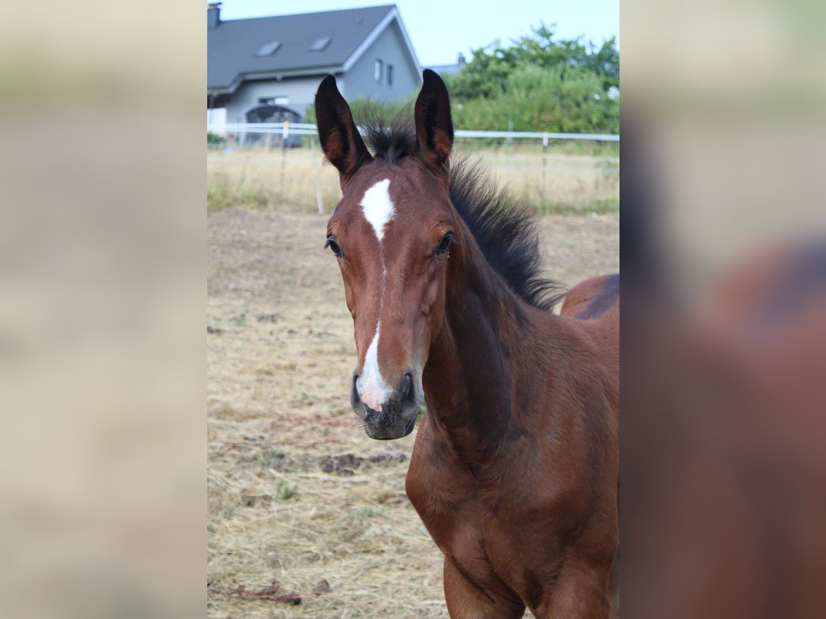 Deutsches Sportpferd, Hengst in Seybothenreuth