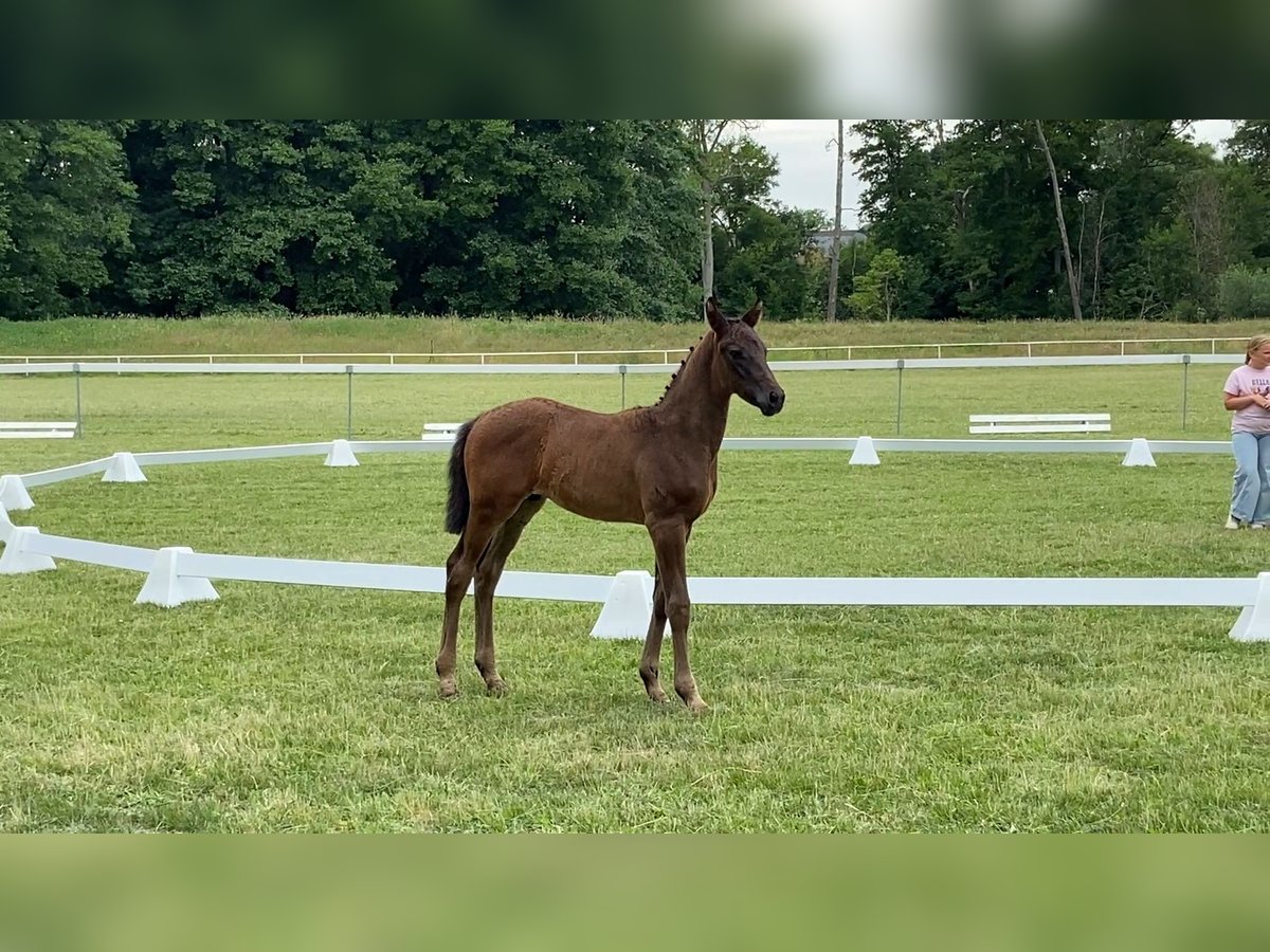 Deutsches Sportpferd Hengst  168 cm Dunkelbrauner in Gadow