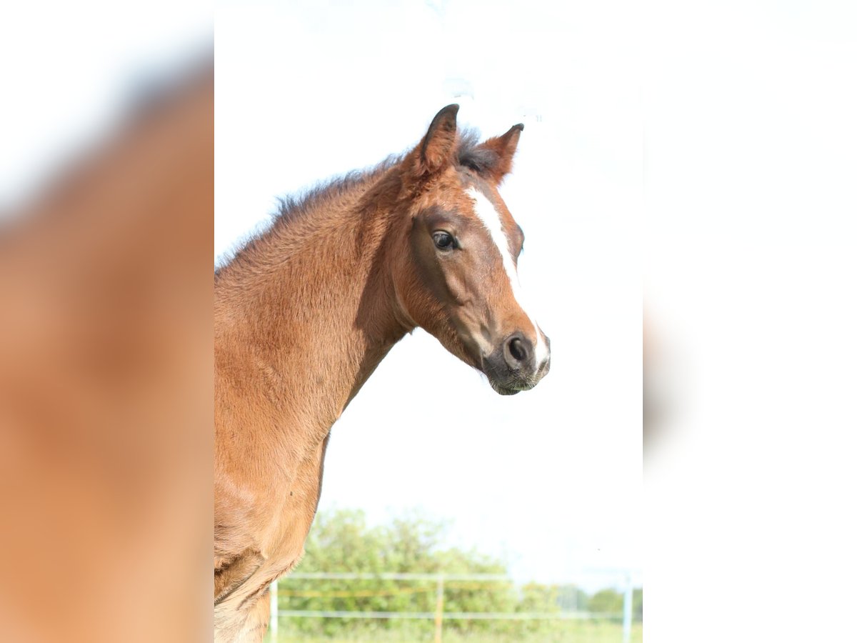Deutsches Sportpferd Hengst  170 cm Brauner in Obersch&#xF6;na