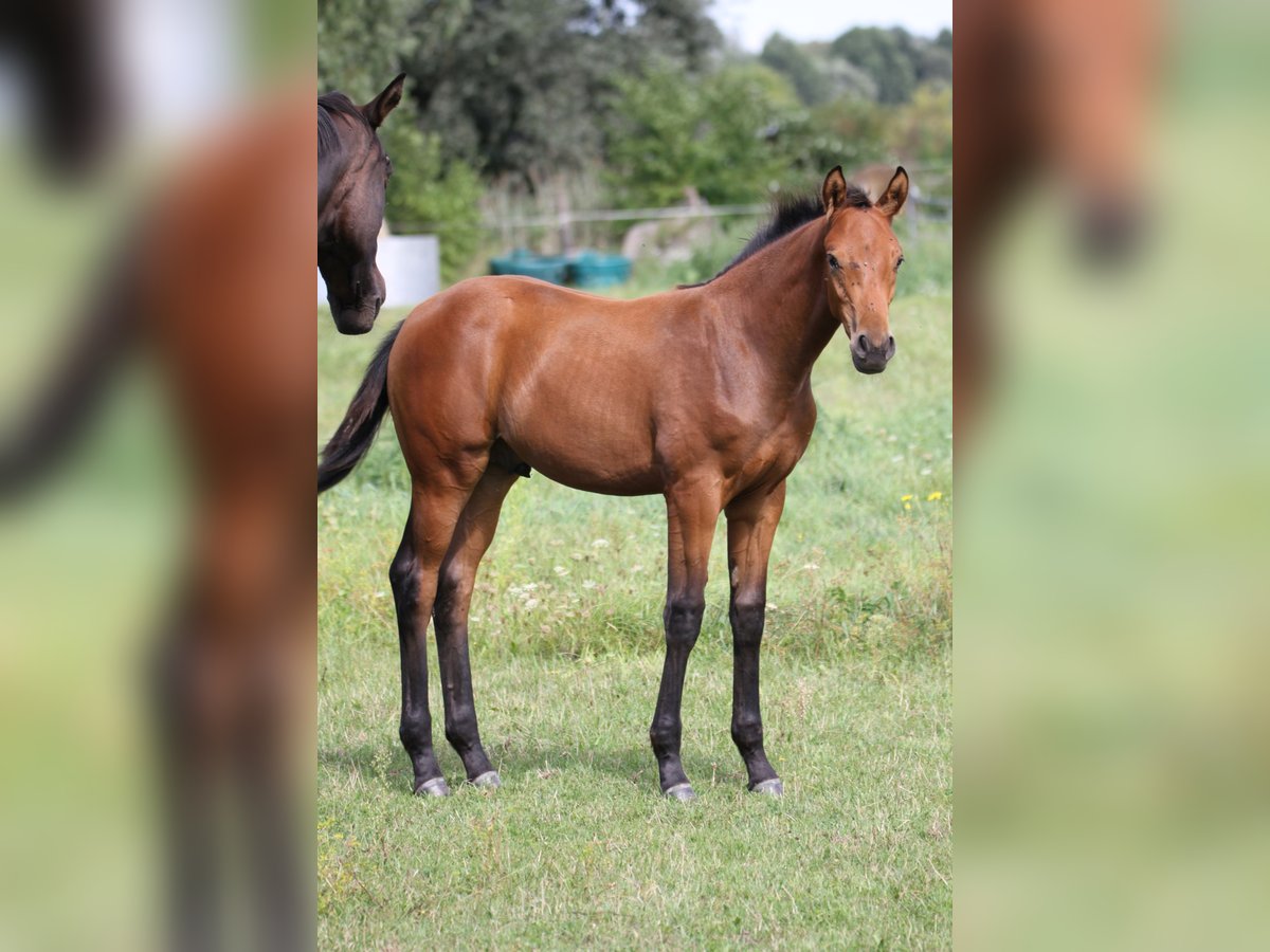 Deutsches Sportpferd Hengst Fohlen (05/2025) 170 cm Brauner in Leest