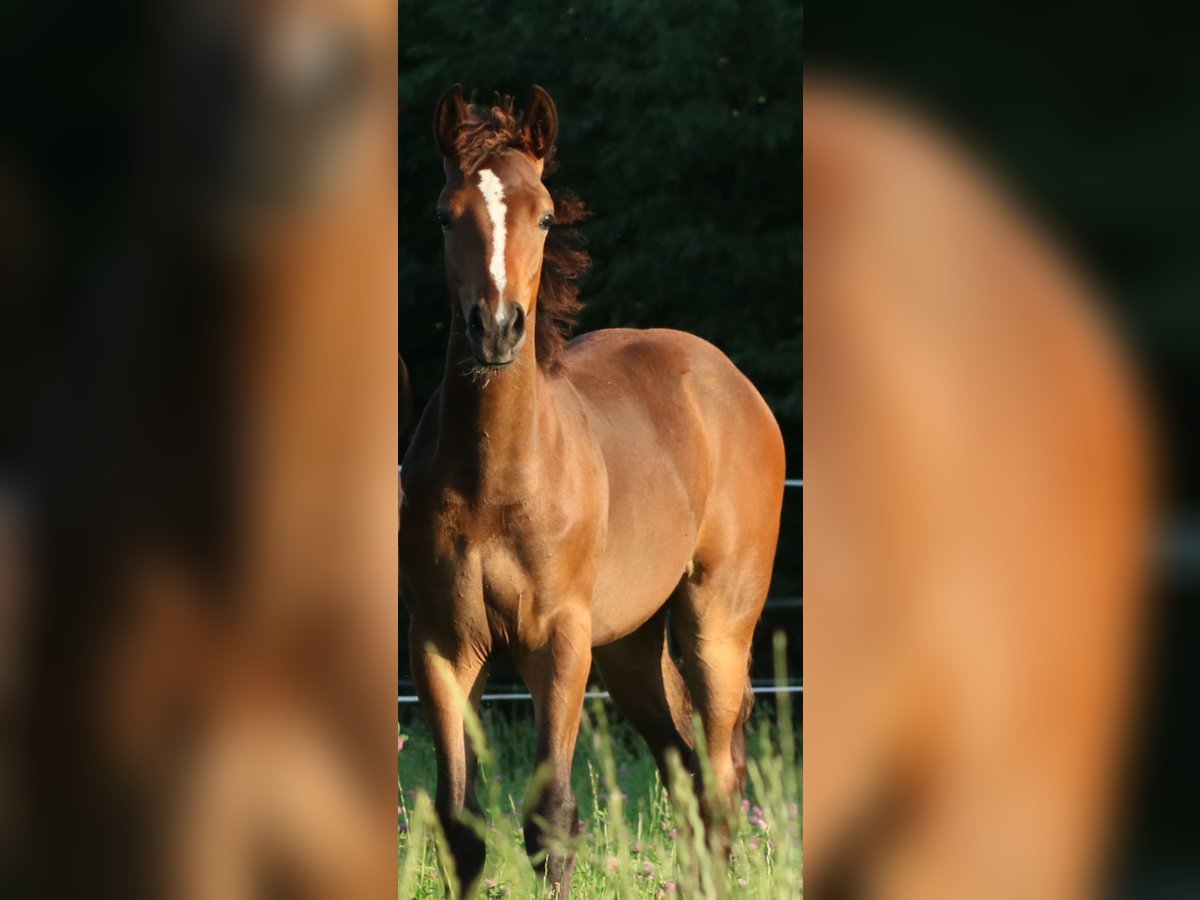 Deutsches Sportpferd Hengst Fohlen (03/2025) 170 cm Brauner in Freiberg