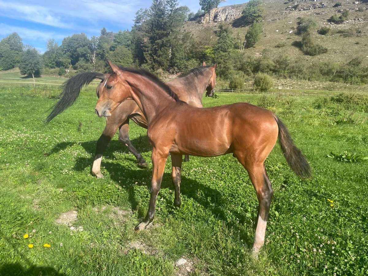 Deutsches Sportpferd, Hengst in Münsingen