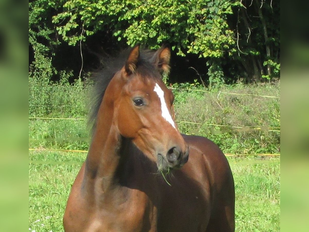 Deutsches Sportpferd Hengst Fohlen (03/2025) 170 cm Brauner in Balingen