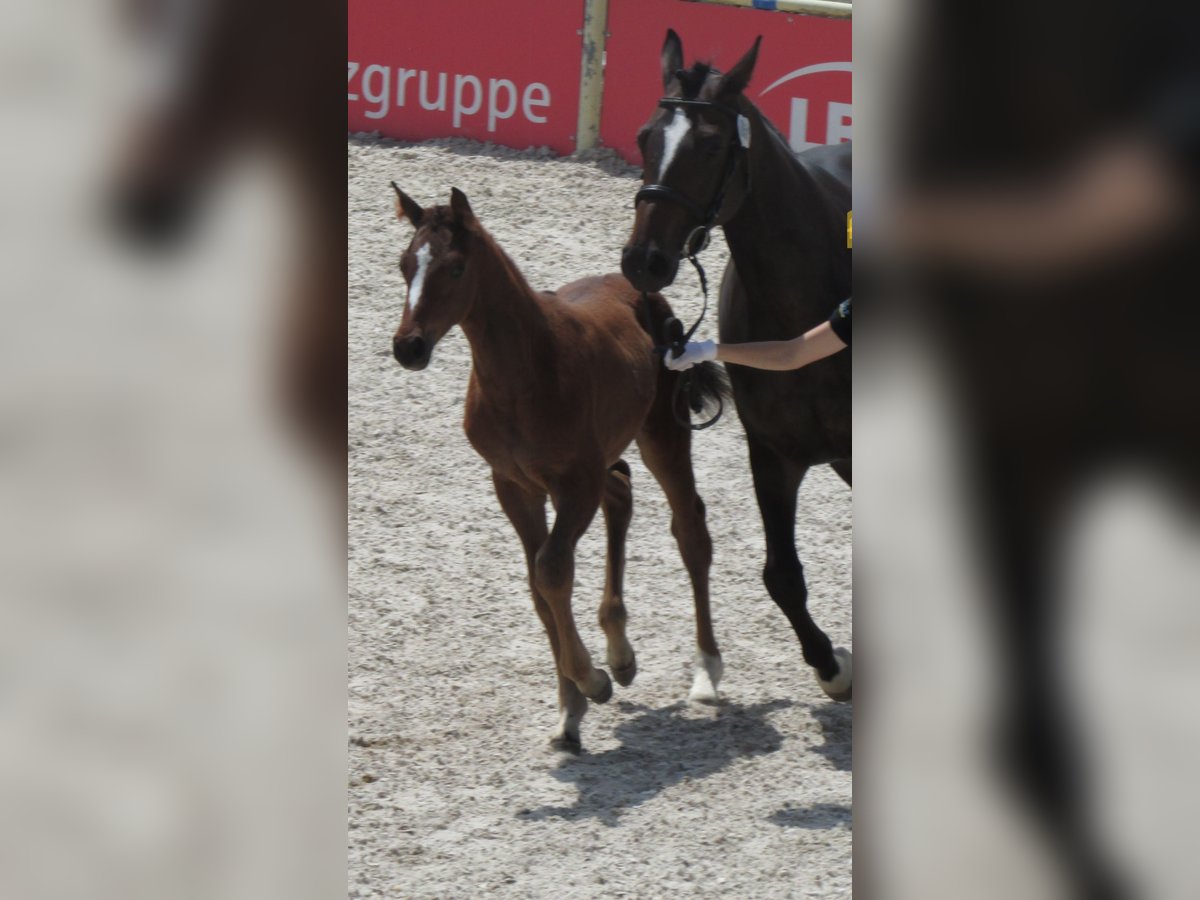 Deutsches Sportpferd Hengst  170 cm Brauner in Balingen