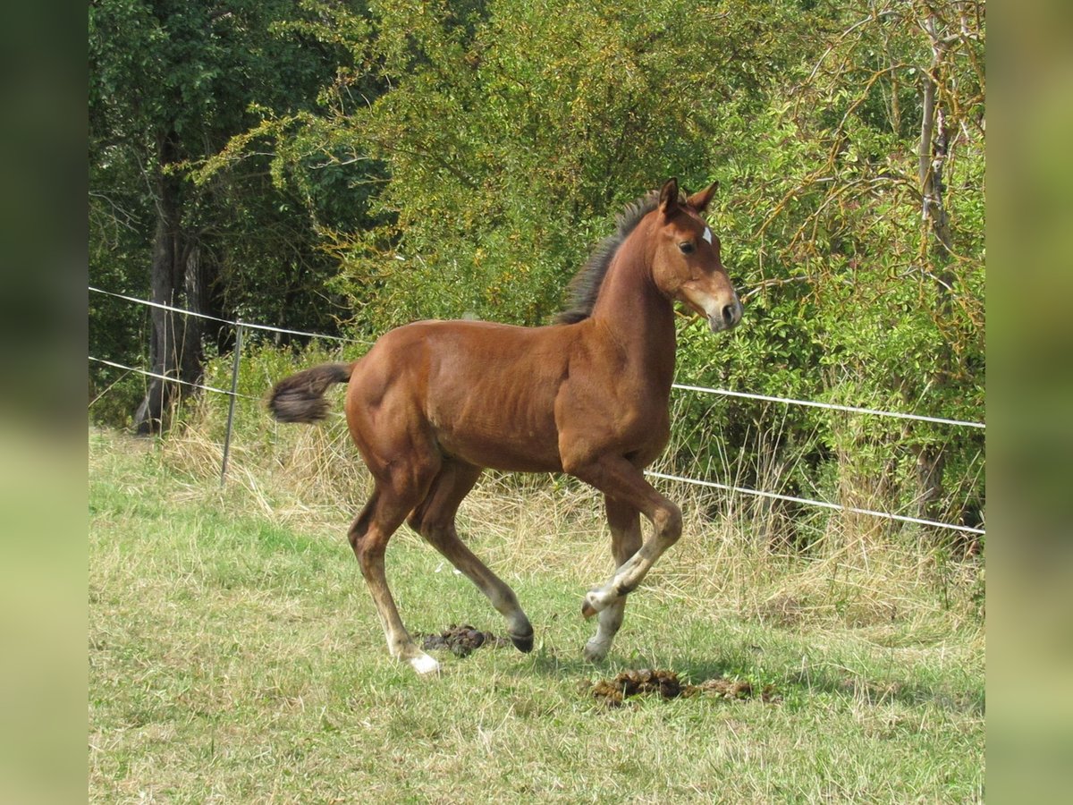 Deutsches Sportpferd Hengst Fohlen (04/2025) 170 cm Brauner in Querfurt