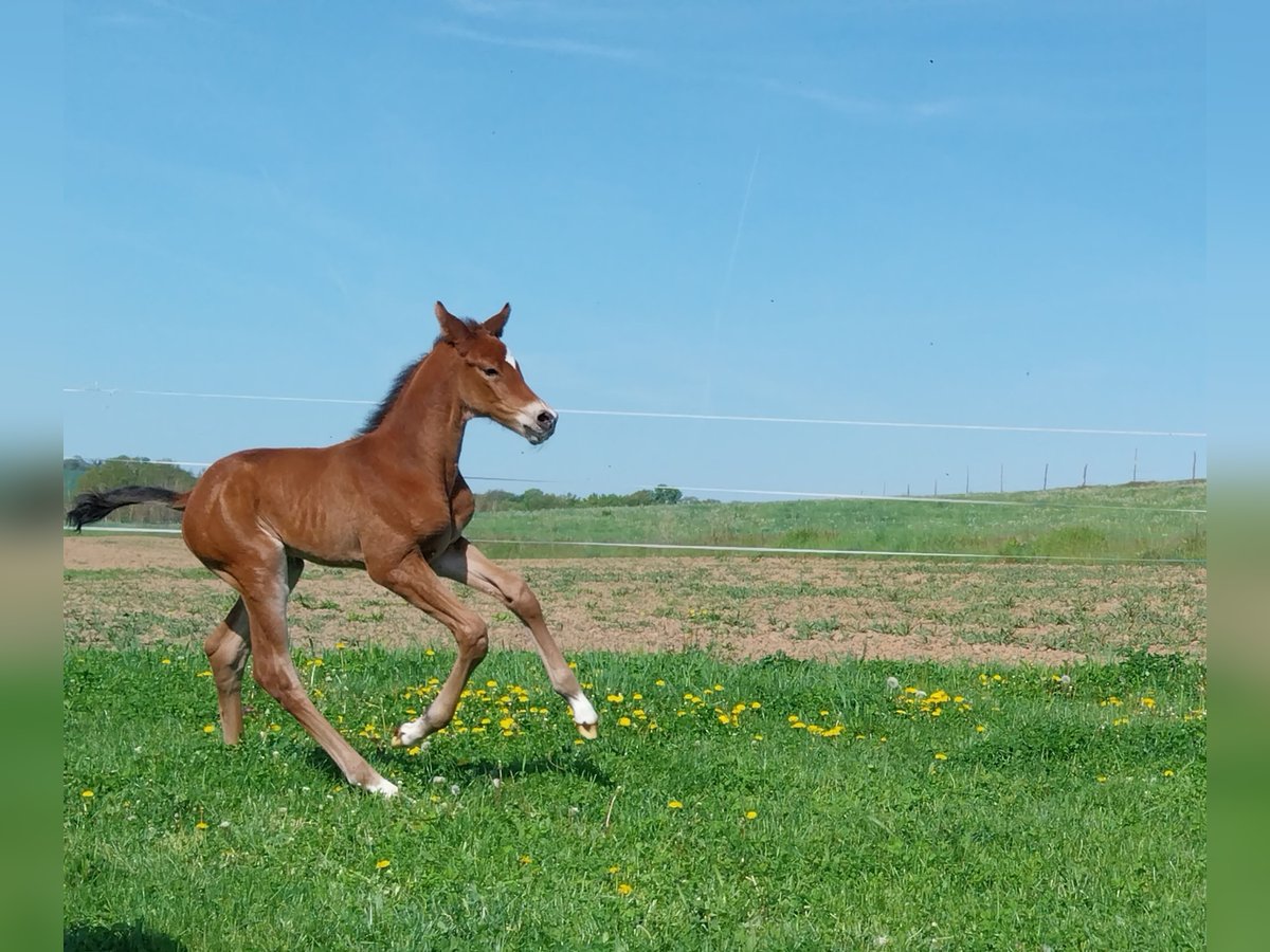 Deutsches Sportpferd Hengst  170 cm Brauner in Querfurt