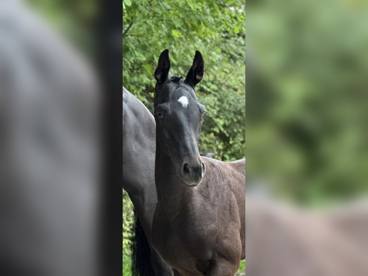 Deutsches Sportpferd Hengst Fohlen (05/2025) 170 cm Dunkelbrauner in Nast&#xE4;tten