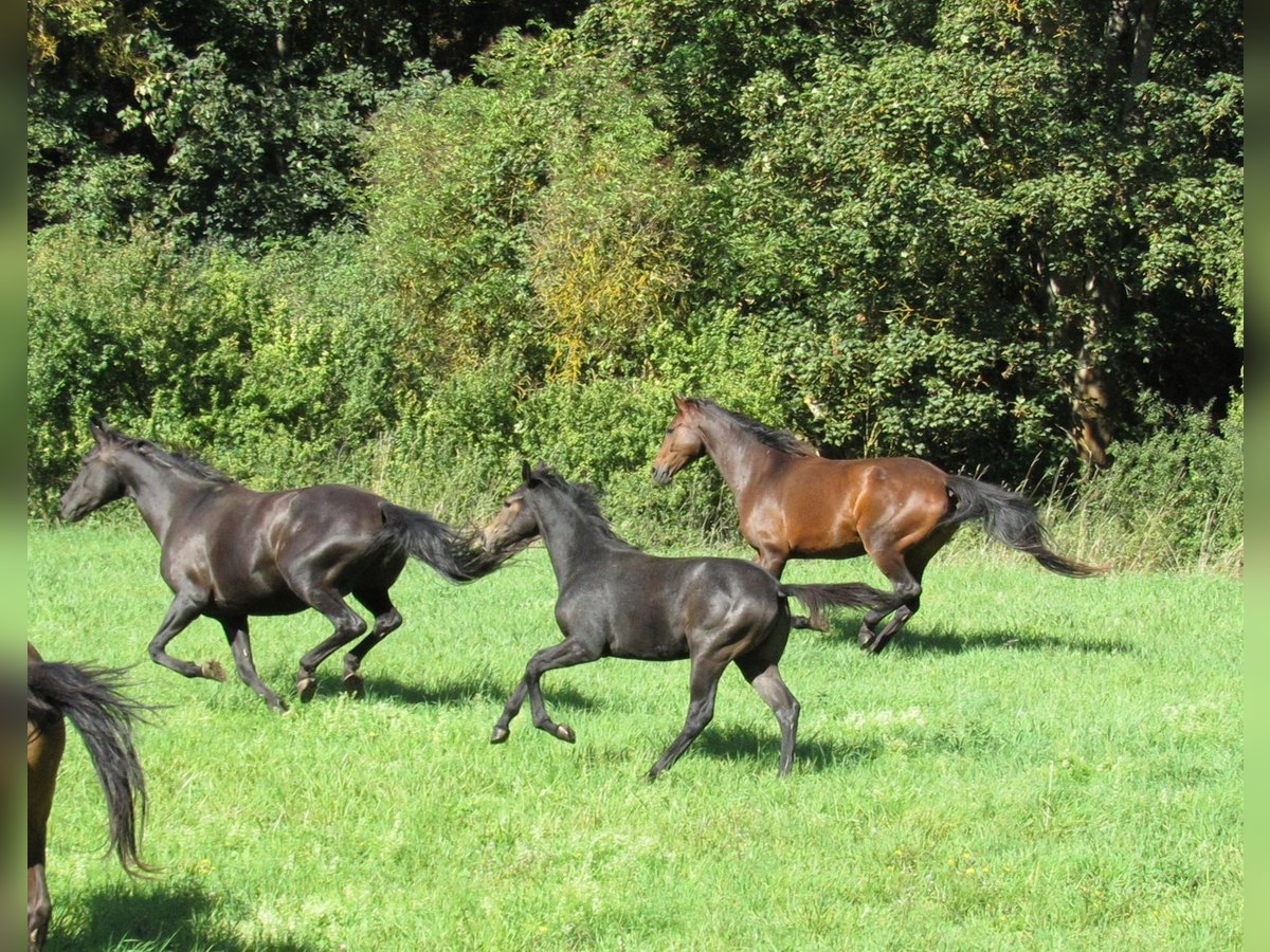Deutsches Sportpferd, Hengst in Querfurt