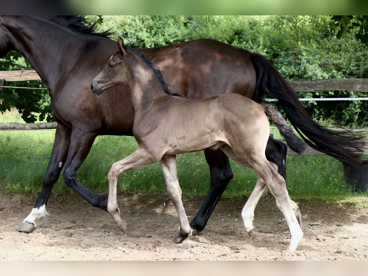 Deutsches Sportpferd Hengst Fohlen (05/2024) 170 cm Rappe in Schenkendöbern