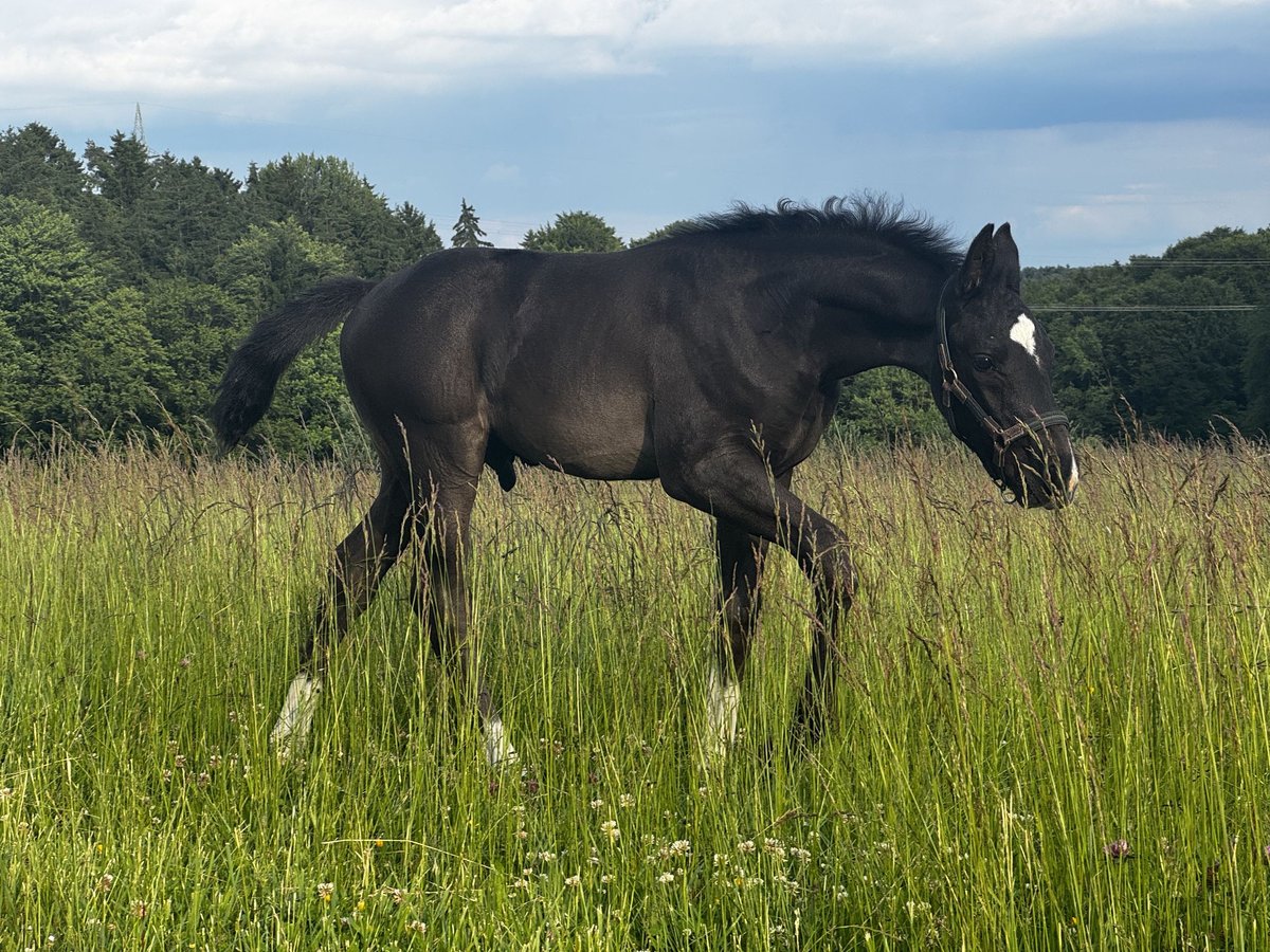 Deutsches Sportpferd Hengst  170 cm Rappe in Zeilarn