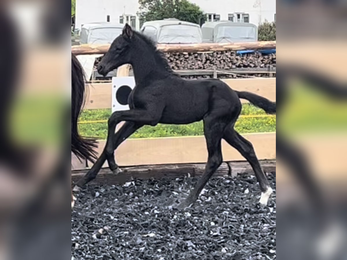 Deutsches Sportpferd Hengst Fohlen (05/2024) 170 cm Rappe in Halblech