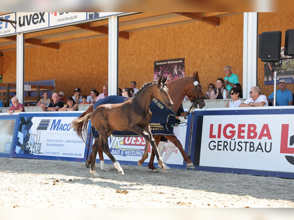 Deutsches Sportpferd, Hengst in Waldstetten