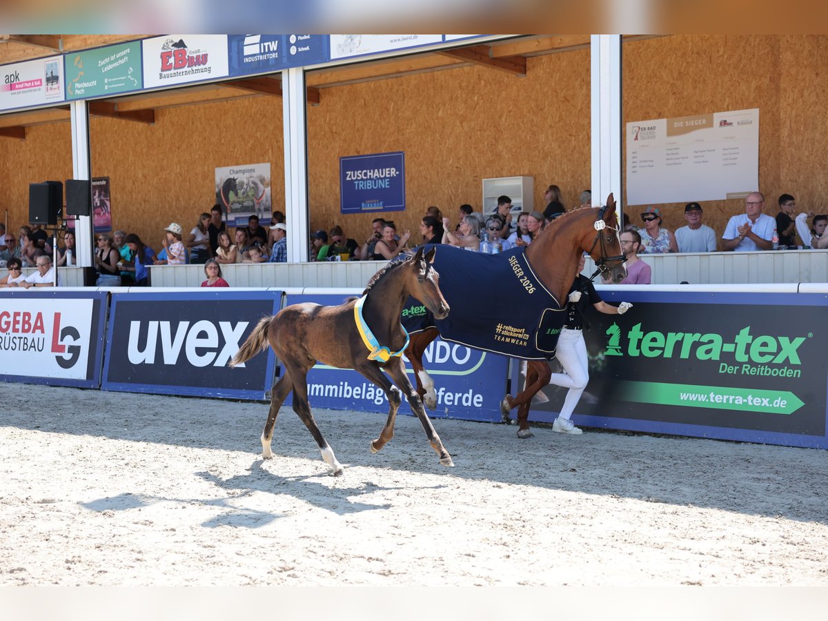 Deutsches Sportpferd, Hengst in Waldstetten