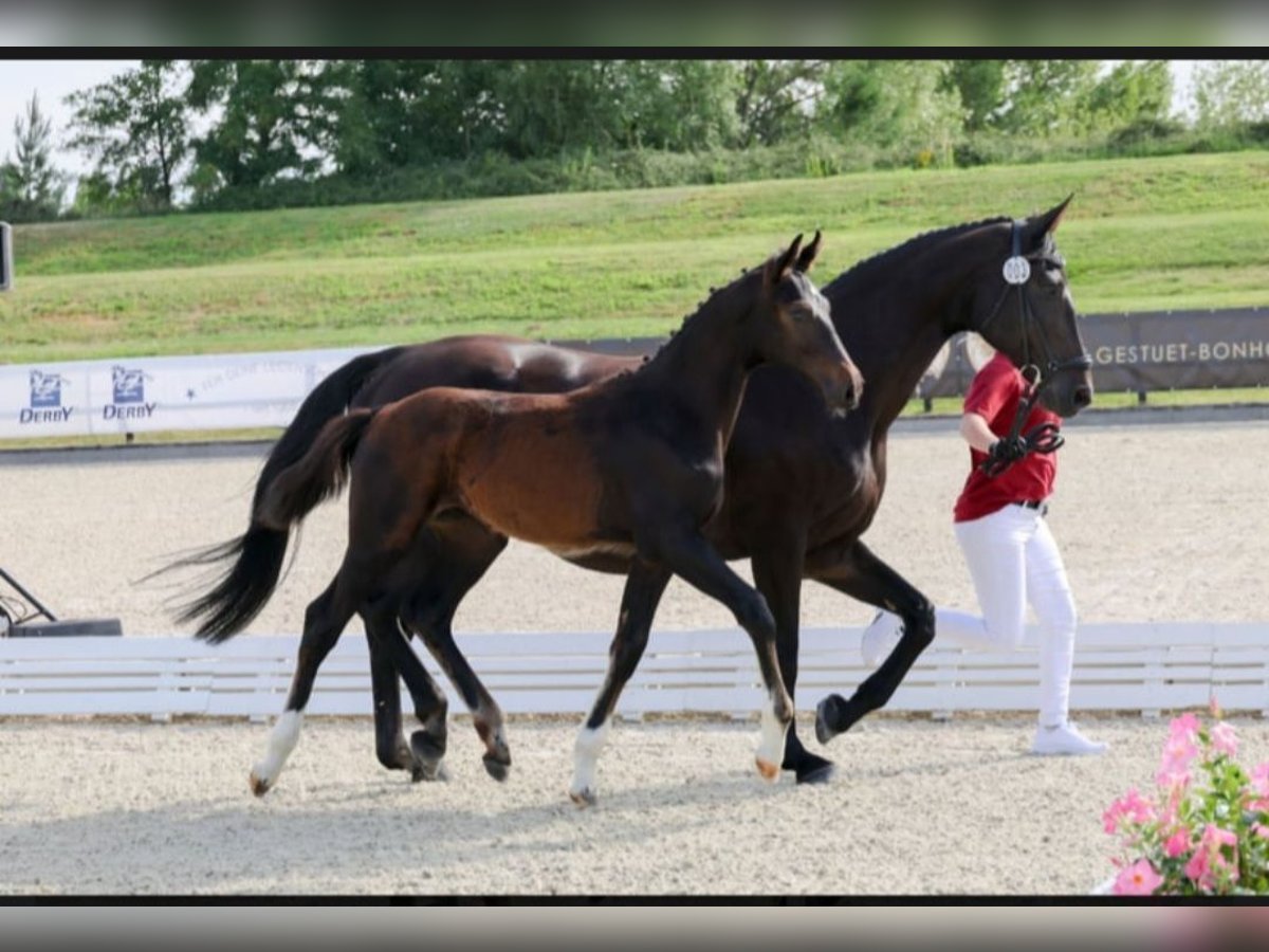 Deutsches Sportpferd Hengst Fohlen (03/2025) 170 cm Schwarzbrauner in Mixdorf Deutsches Sportpferd Hengst Fohlen (03/2025) 170 cm Schwarzbrauner in Mixdorf