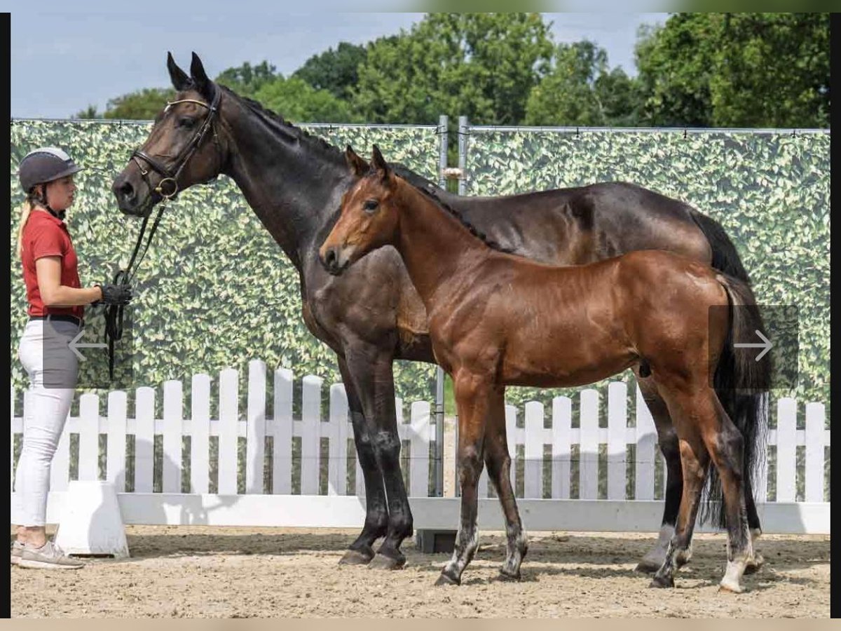Deutsches Sportpferd Hengst Fohlen (05/2025) 172 cm Brauner in Salzkotten
