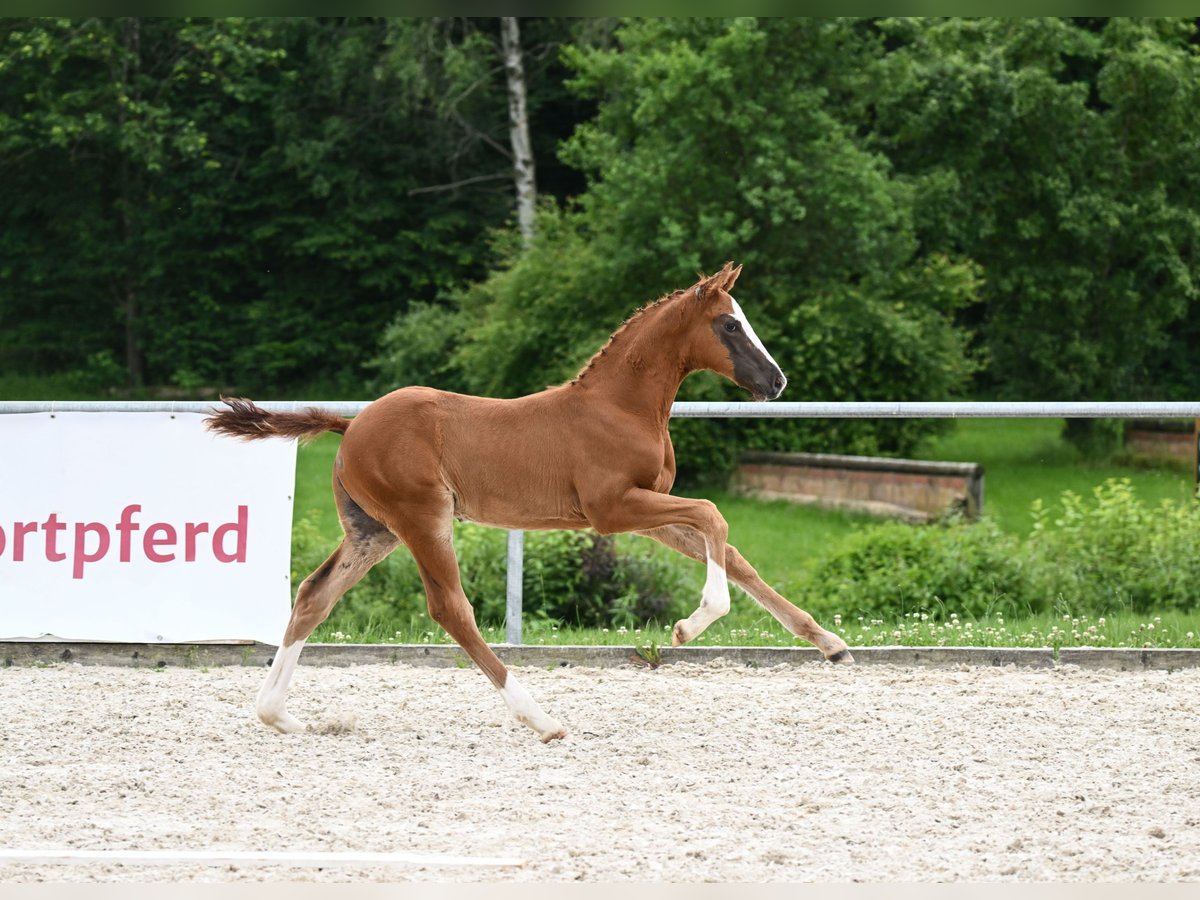 Deutsches Sportpferd Hengst Fohlen (04/2024) 172 cm Dunkelfuchs in Neustadt an der Aisch