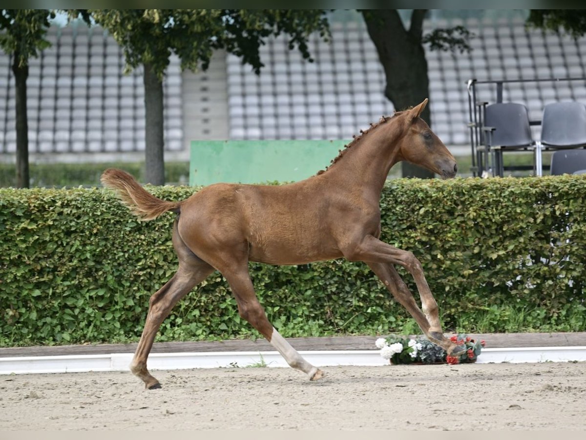 Deutsches Sportpferd Hengst Fohlen (04/2025) 172 cm Fuchs in Nordwestuckermark
