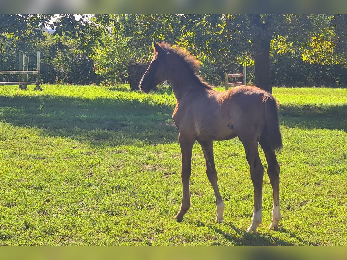 Deutsches Sportpferd Hengst Fohlen (06/2023) 172 cm Schwarzbrauner in Jessen (Elster)