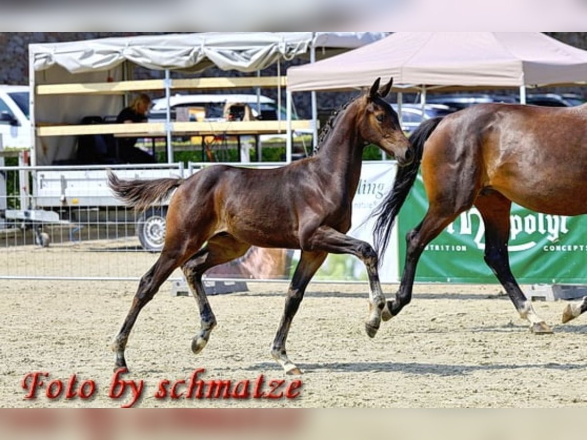 Deutsches Sportpferd Hengst Fohlen (03/2025) 174 cm Dunkelbrauner in Frauenstein