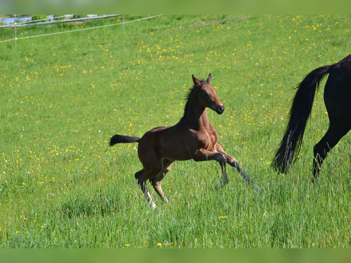 Deutsches Sportpferd Hengst  175 cm Dunkelbrauner in Egglham
