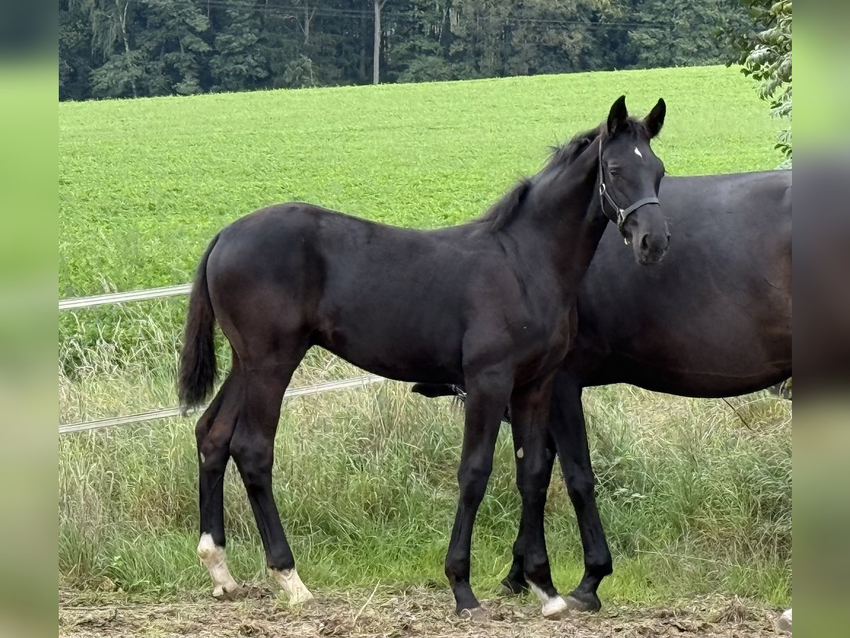 Deutsches Sportpferd Hengst Fohlen (04/2025) 175 cm Rappe in Sachsen