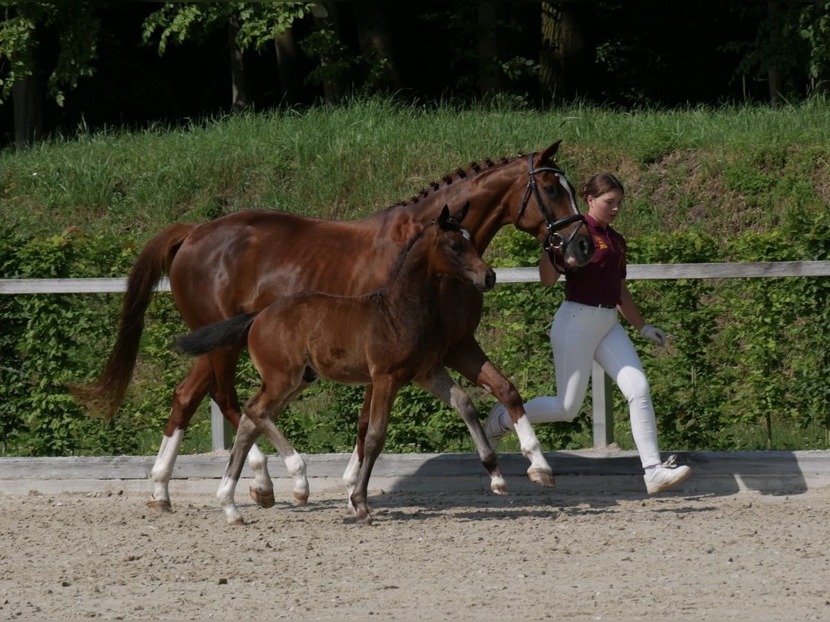 Deutsches Sportpferd Hengst  Brauner in Augustusburg