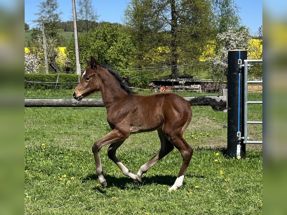 Deutsches Sportpferd Hengst  Brauner in Neißeaue