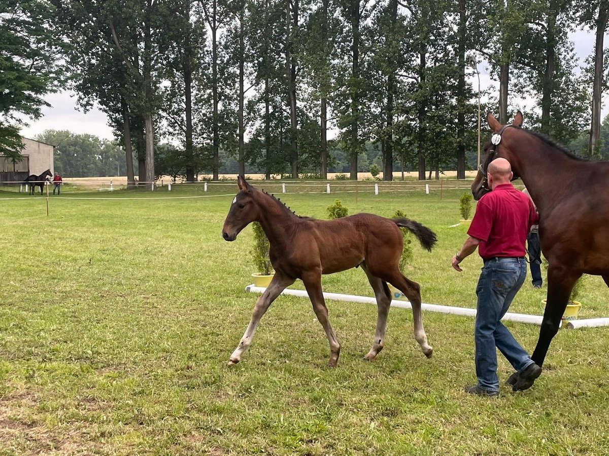 Deutsches Sportpferd Hengst  Brauner in Sonnewalde