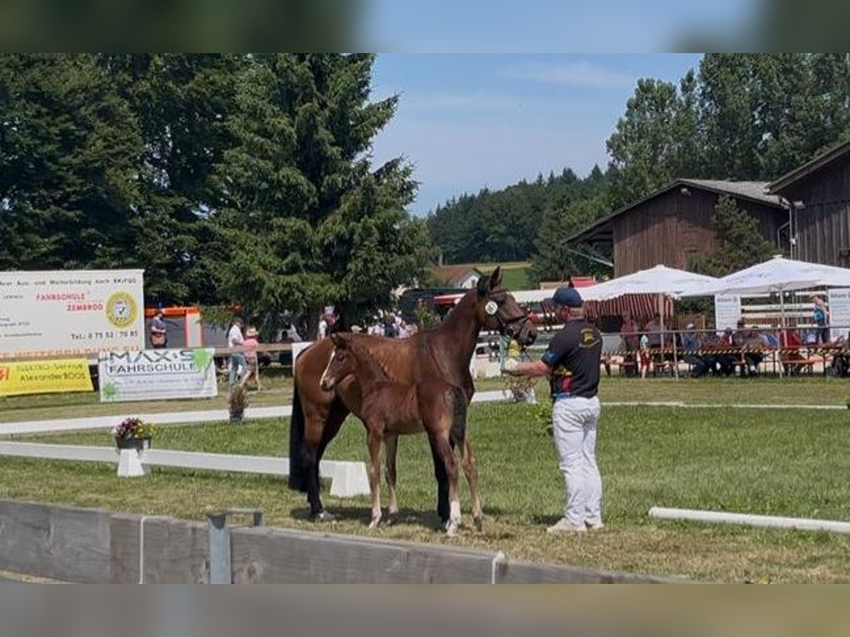 Deutsches Sportpferd Hengst Brauner in Gammertingen Deutsches Sportpferd Hengst Brauner in Gammertingen