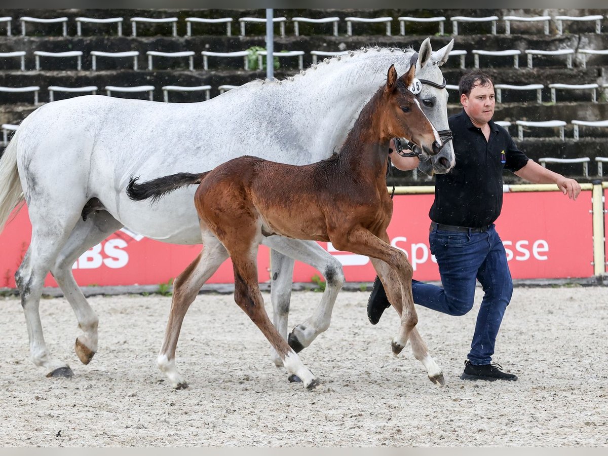 Deutsches Sportpferd Hengst Fohlen (04/2024) Brauner in Fronhofen