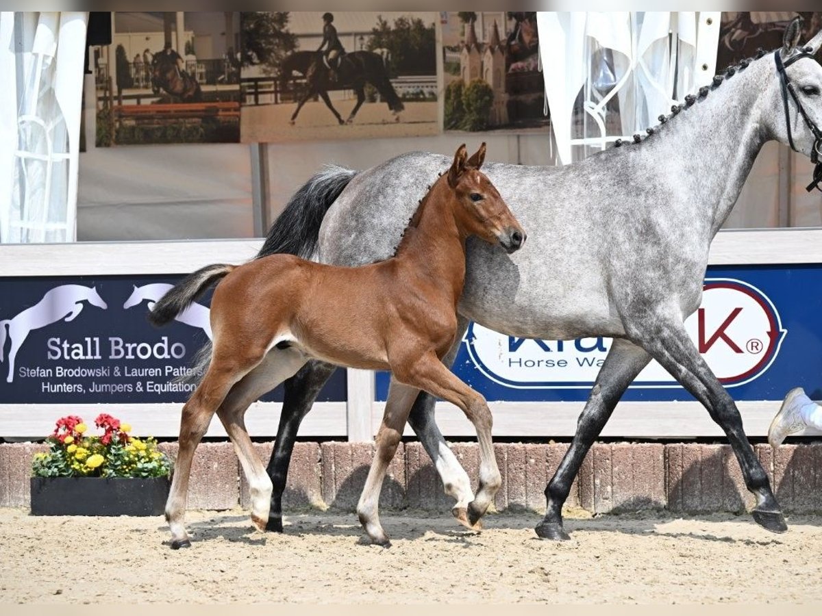 Deutsches Sportpferd Hengst Fohlen (05/2025) Brauner in Gomadingen