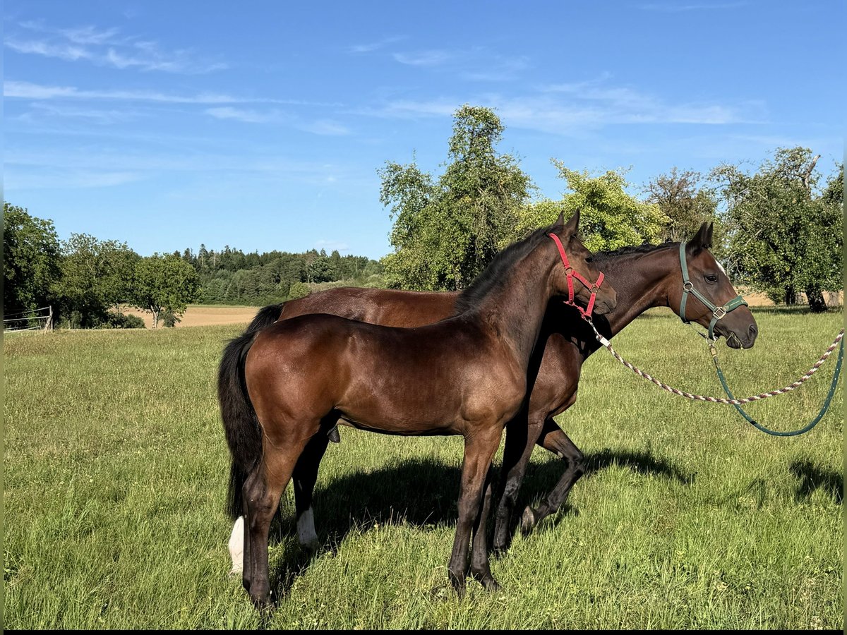Deutsches Sportpferd, Hengst in Haigerloch