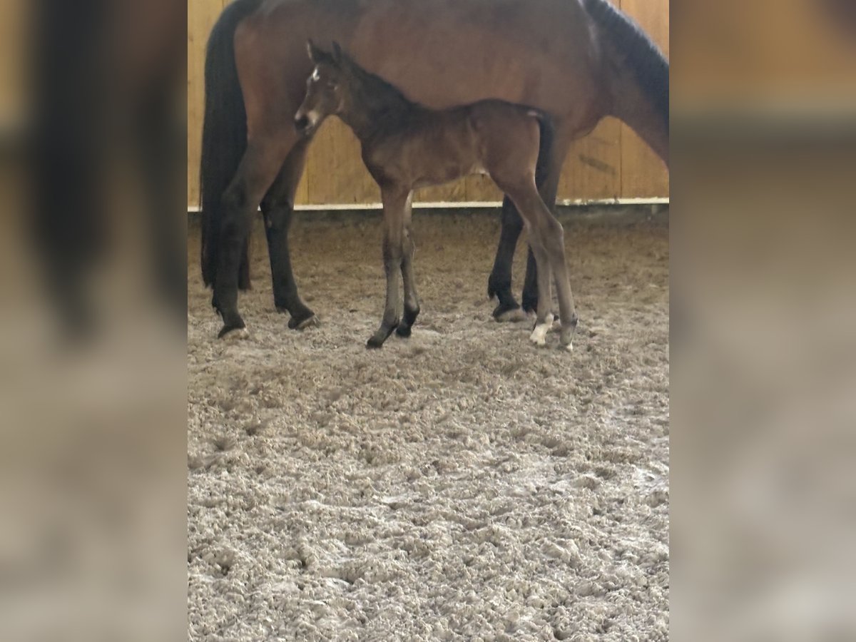Deutsches Sportpferd Hengst  Brauner in Mutlangen