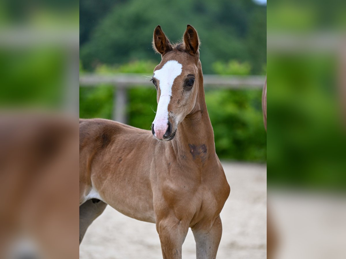 Deutsches Sportpferd Hengst  Brauner in Sch&#xF6;nau am K&#xF6;nigssee