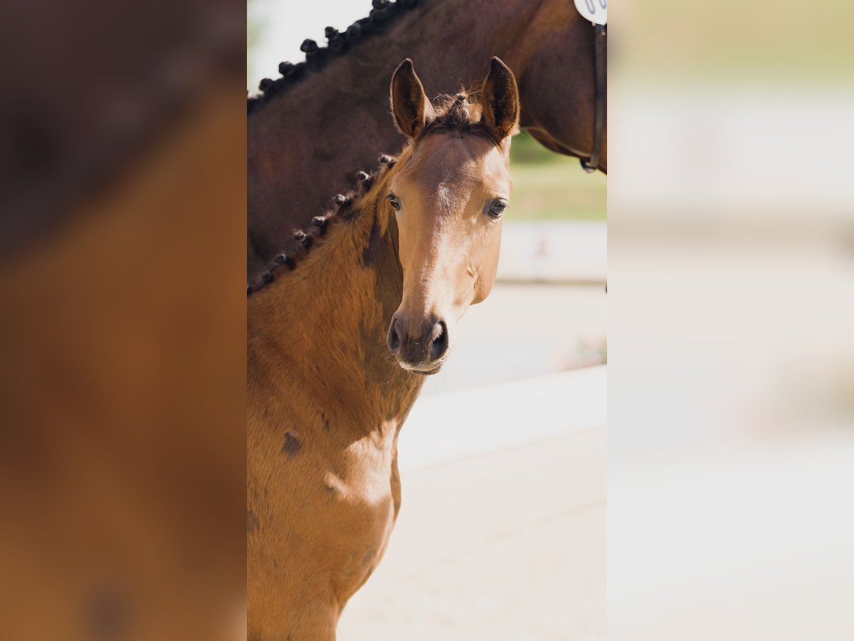 Deutsches Sportpferd Hengst  Brauner in Luckau