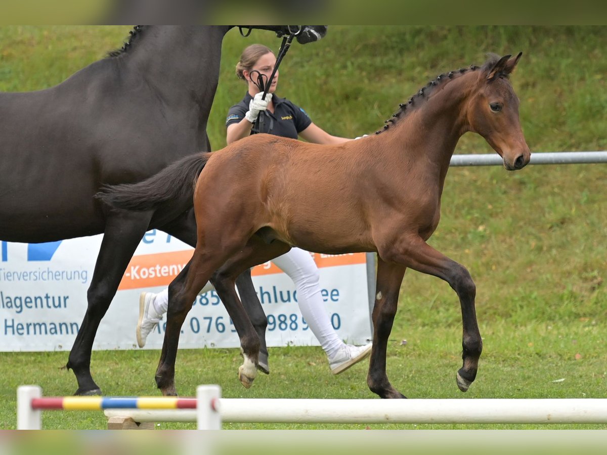 Deutsches Sportpferd Hengst Fohlen (04/2024) Brauner in Fronhofen