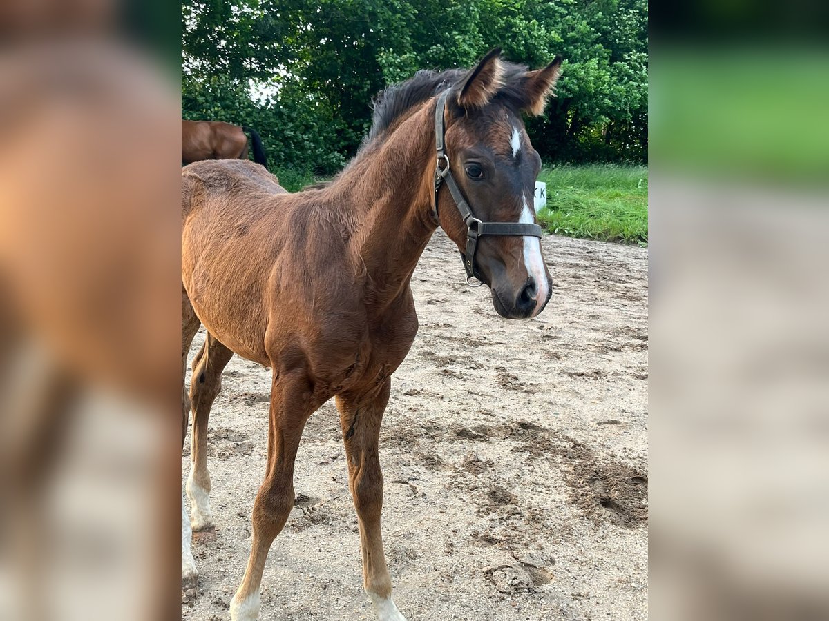 Deutsches Sportpferd Hengst  Dunkelbrauner in Bernstadt auf dem Eigen