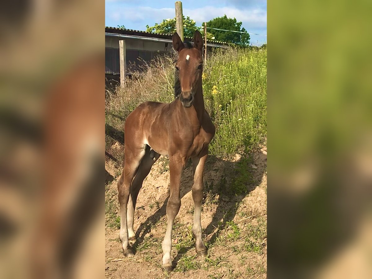 Deutsches Sportpferd Hengst  Dunkelbrauner in DrohndorfArnstein