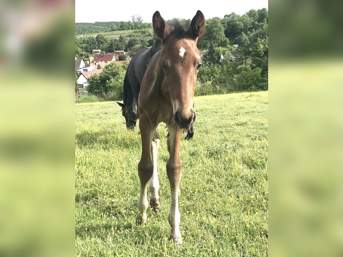 Deutsches Sportpferd Hengst  Dunkelbrauner in DrohndorfArnstein